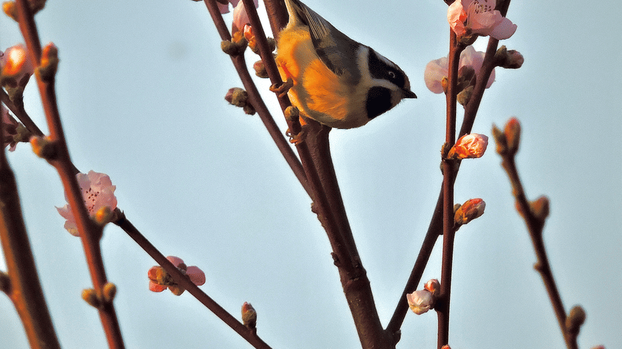 Digantaa Resort Mukteshwar - 55
