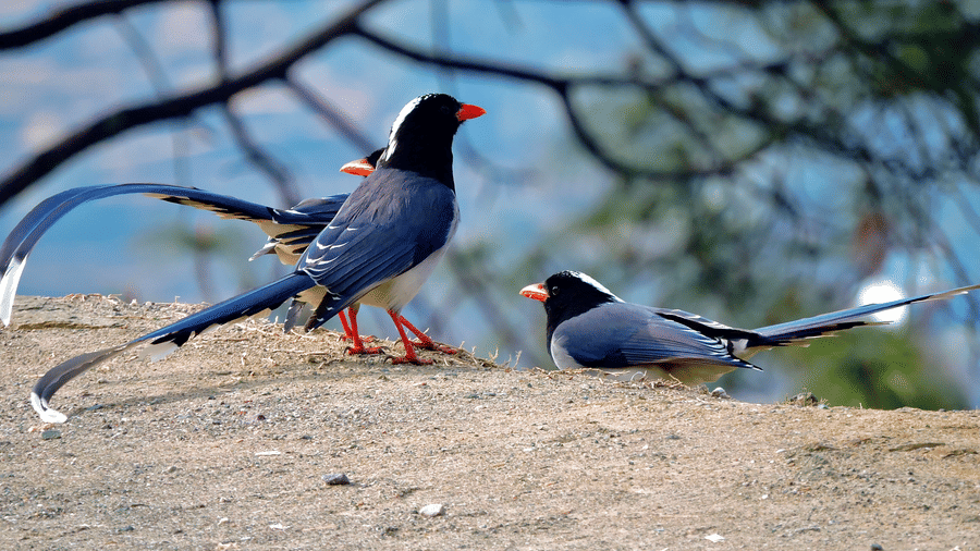 Digantaa Resort Mukteshwar - 56