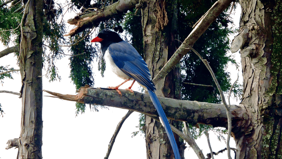 Digantaa Resort Mukteshwar - 61