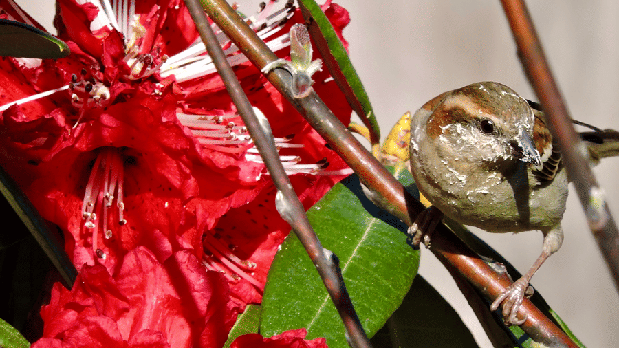 Digantaa Resort Mukteshwar - 64