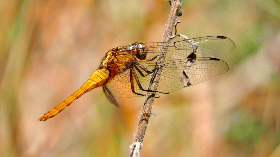 Digantaa Resort Mukteshwar - 67