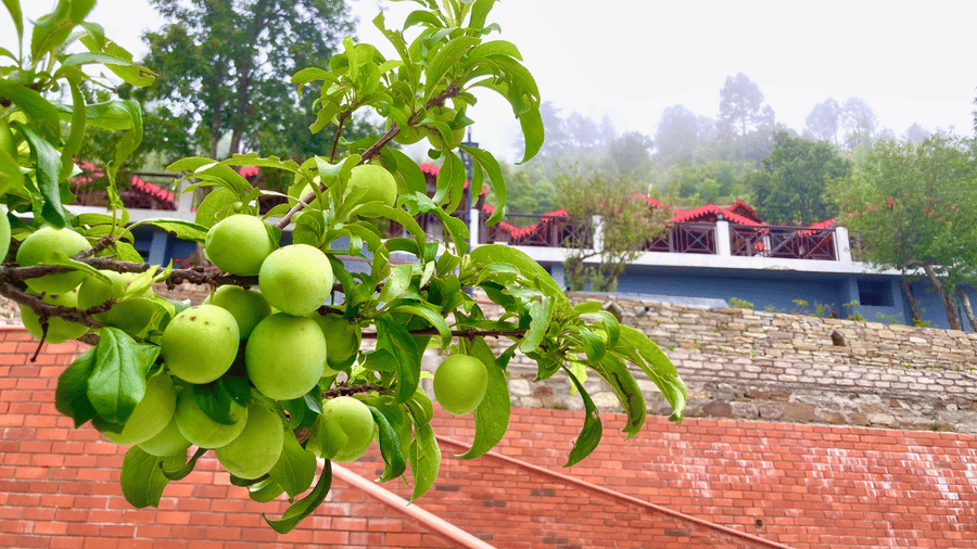 Digantaa Resort Mukteshwar - 81