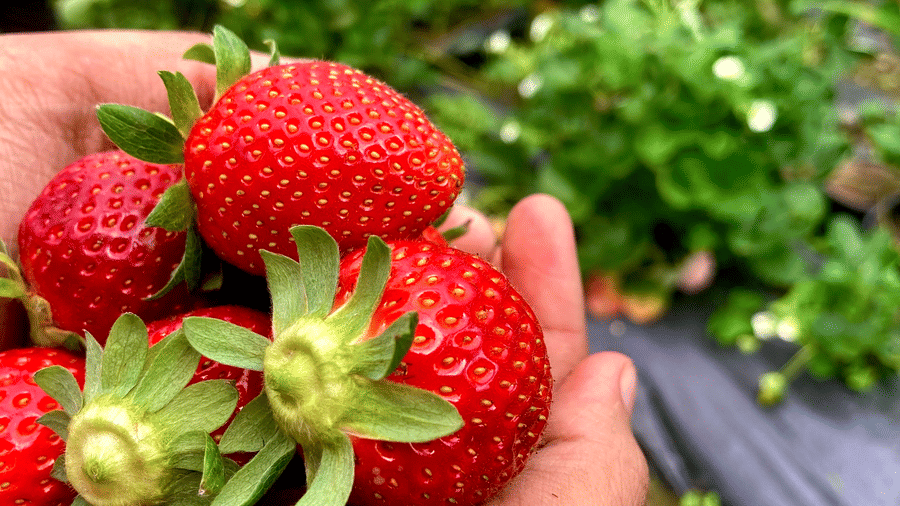 Digantaa Resort Mukteshwar - 82